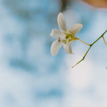 Thailändische Blumen