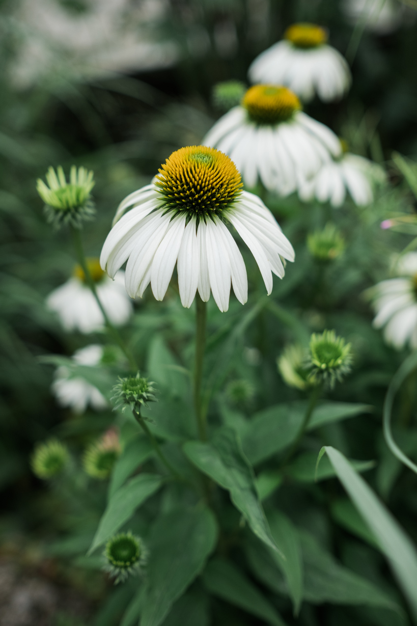 Erfahrungsbericht Fuji XT-2