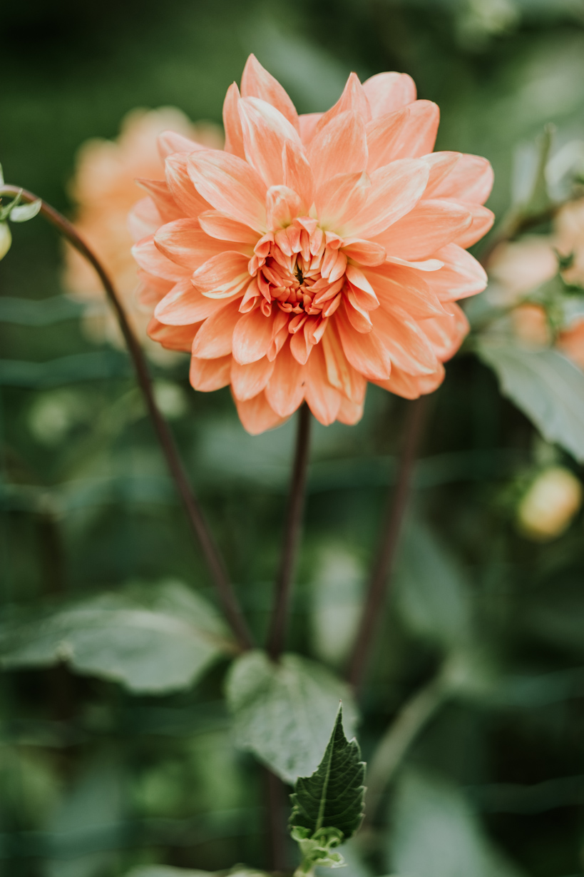Erfahrungsbericht Fuji XT-2
