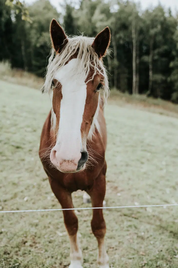 Hochzeit - Maria und Bernd - Seehotel Bellevue